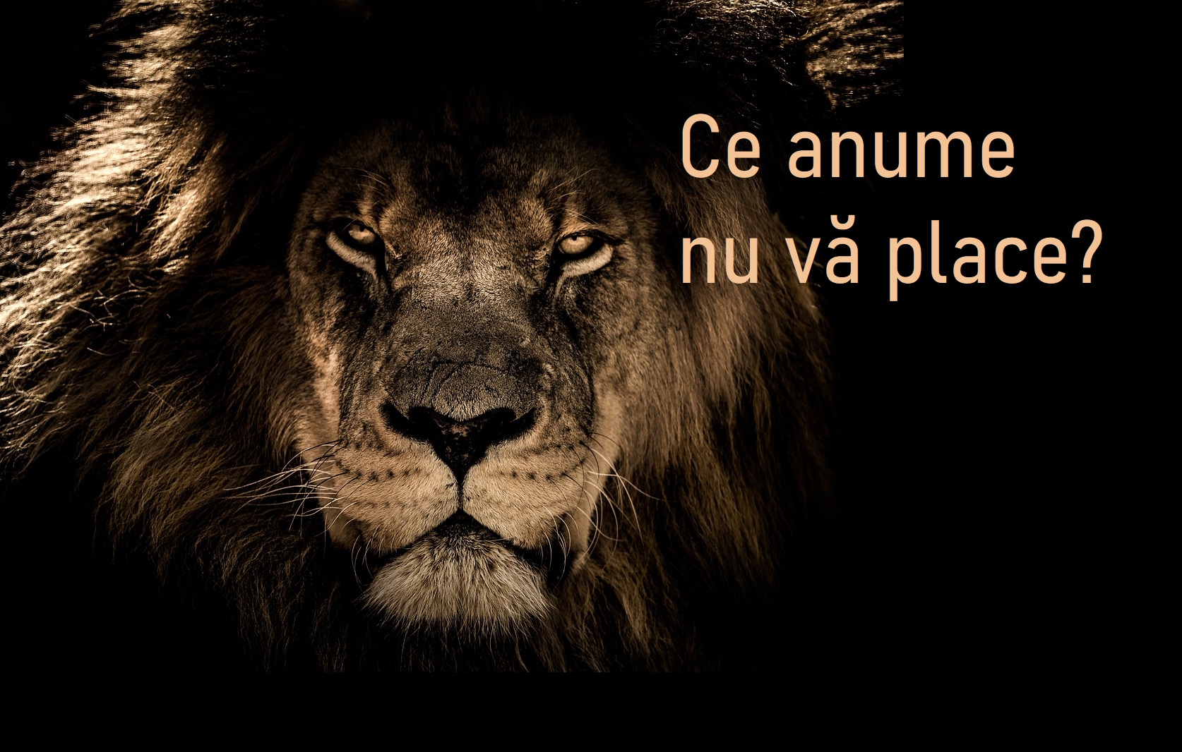 mad lion 1